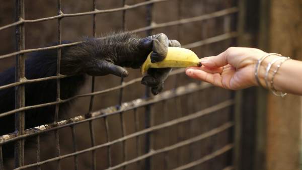 Primate Primate