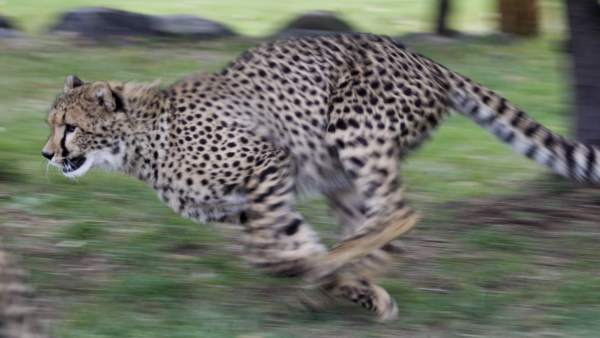 Un guepardo a la carrera Un guepardo a la carrera