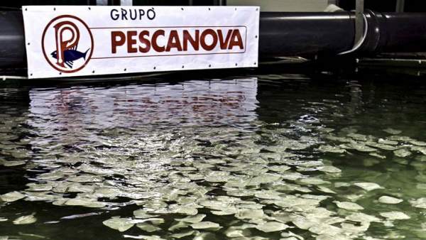 Pescanova Pescanova