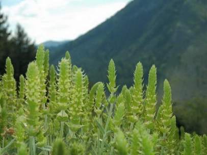 'Sideritis scardica', el "viagra búlgaro"
