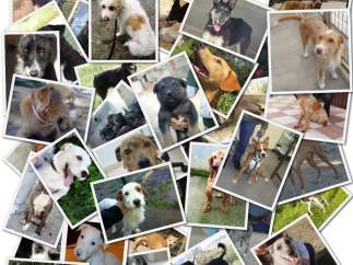 Perros sin raza