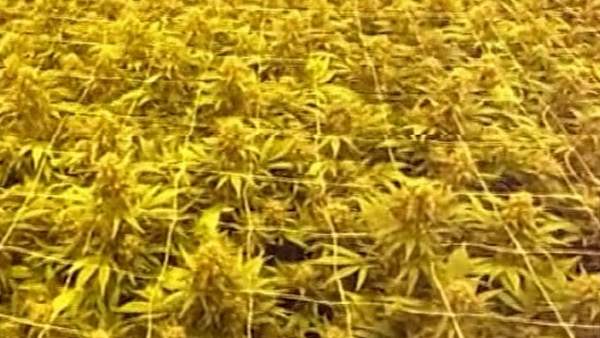 Marihuana Marihuana