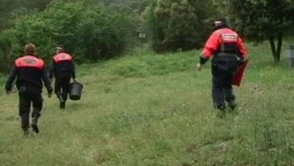 Búsqueda de un toro fugado en Tiana Búsqueda de un toro fugado en Tiana