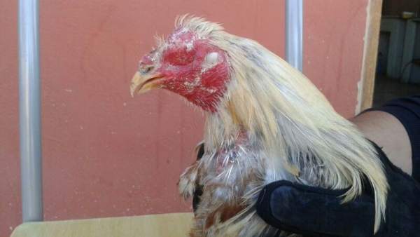 Uno de los gallos intervenidos Uno de los gallos intervenidos
