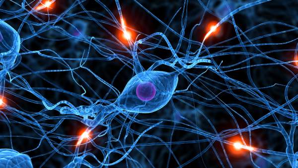 Neuronas Neuronas