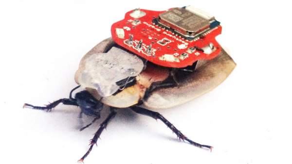 Cucarachas teledirigidas Cucarachas teledirigidas