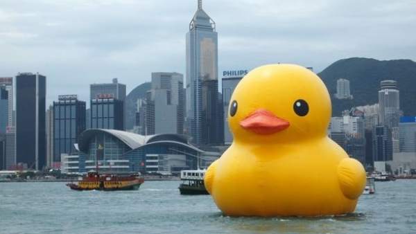 Pato gigante Pato gigante