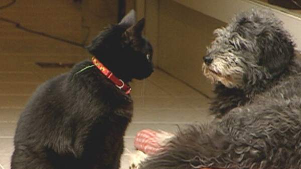 Un gato y un perro Un gato y un perro