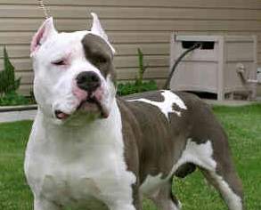 Licencia de perros peligrosos