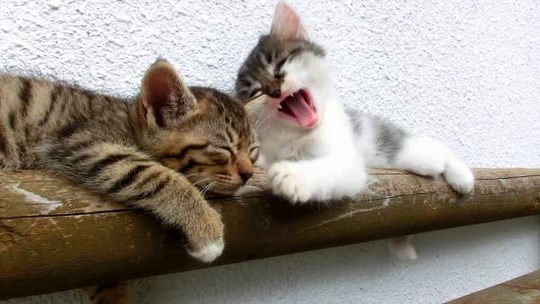 Gatos Gatos