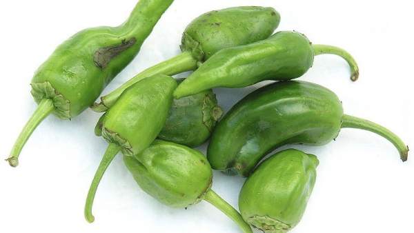 Pimientos de Padrón Pimientos de Padrón