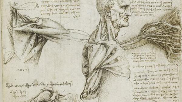 Resultado de imagen para leonardo da vinci Estudio del Esqueleto, torax. Estudio del brazo y mano derecha