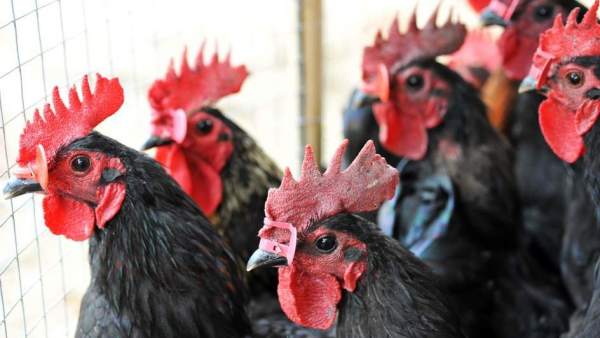 Gallinas Gallinas