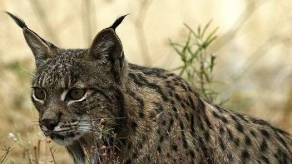 Lince ibérico Lince ibérico