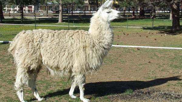 Llama Llama