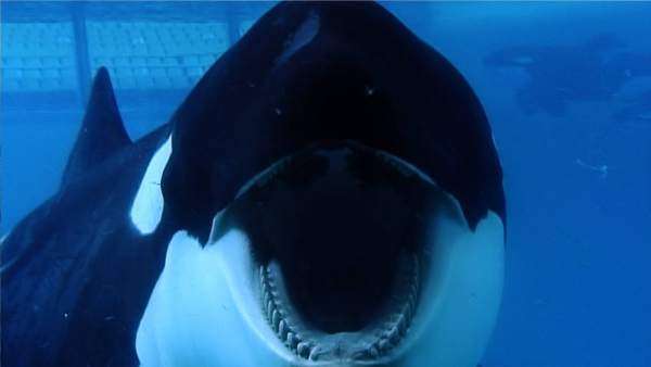 Orca Orca