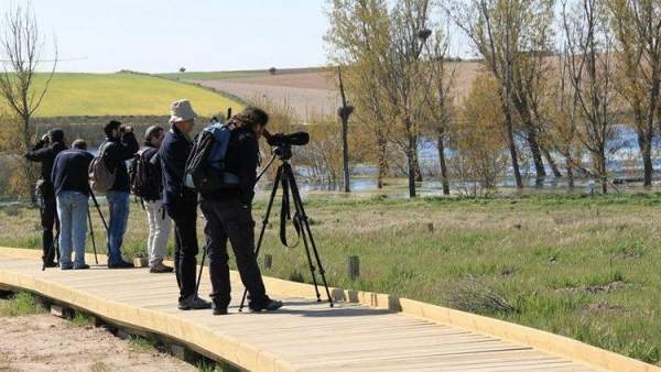 Observación de aves en las Tablas de Daimiel Observación de aves en las Tablas de Daimiel