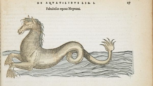 The sea horse in Pierre Belon’s De aquatilibus libri duo (Paris: Apud Carolum Stephanum, 1553), p. 27 The sea horse in Pierre Belon’s De aquatilibus libri duo (Paris: Apud Carolum Stephanum, 1553), p. 27