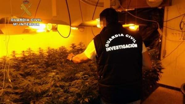 Plantación de marihuana Plantación de marihuana
