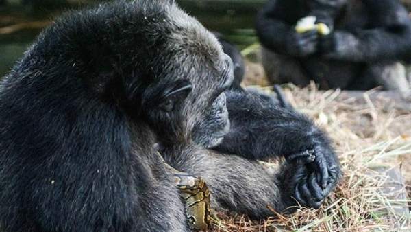 Un chimpancé adopta a una pitón Un chimpancé adopta a una pitón