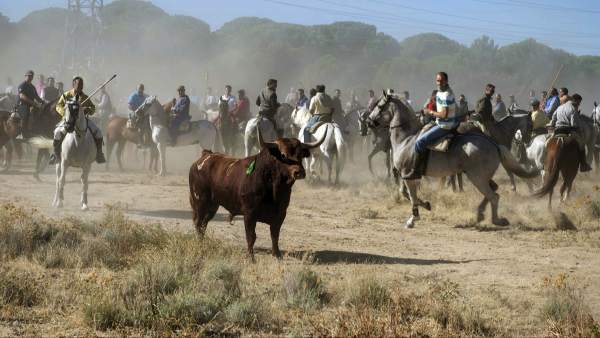 Toro de la Vega 2013 Toro de la Vega 2013