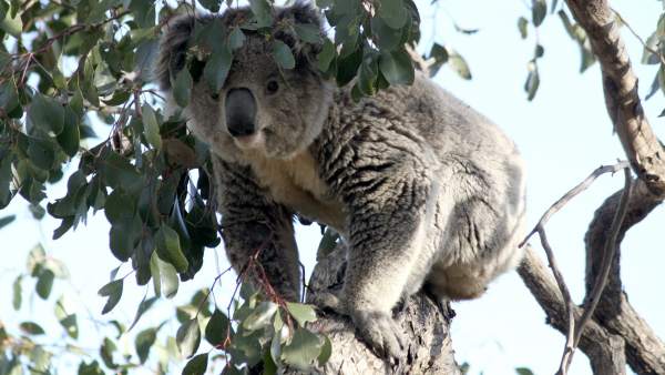 Los koalas se bajan de los eucaliptos por el aumento de las temperaturas Los koalas se bajan de los eucaliptos por el aumento de las temperaturas