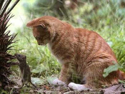 Ratones y gatos