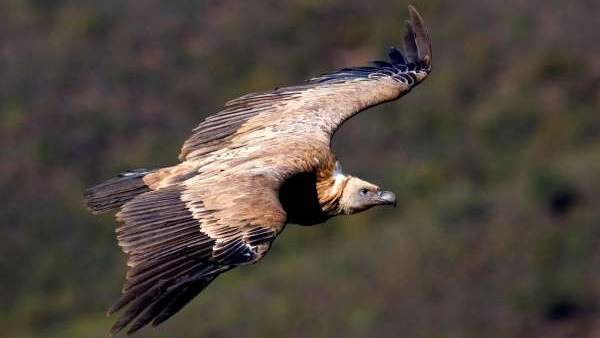 M.Alrededor de 82.000 aves de 30 especies cruzan el Estrecho desde África en los últimos cuatro meses M.Alrededor de 82.000 aves de 30 especies cruzan el Estrecho desde África en los últimos cuatro meses