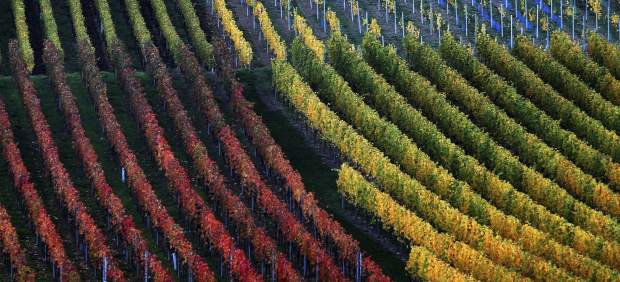 ¿Viñedos en Suecia? La crisis climática va camino de hacerlo posible