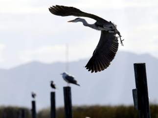 La Albufera de Valencia, en vías de recuperación