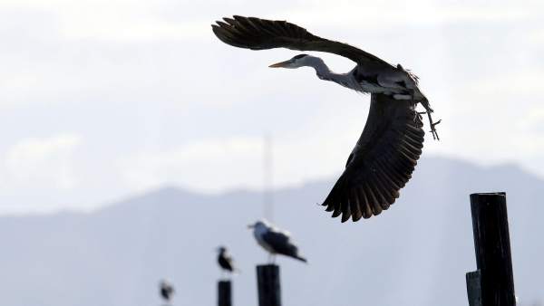 La Albufera de Valencia, en vías de recuperación La Albufera de Valencia, en vías de recuperación
