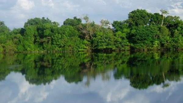 La mitad de los bosques tropicales del mundo tienen difícil mantener su biodiversidad. La mitad de los bosques tropicales del mundo tienen difícil mantener su biodiversidad.