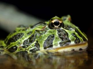 Anfibios en el zoológico