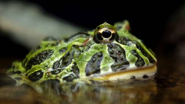 Anfibios en el zoológico Anfibios en el zoológico