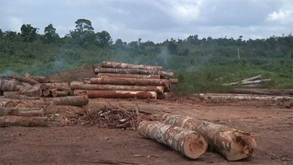 La deforestación del Amazonas aumenta. La deforestación del Amazonas aumenta.