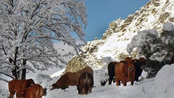 Nieve en Asturias Nieve en Asturias