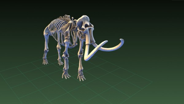 Mammuthus primigenius Mammuthus primigenius