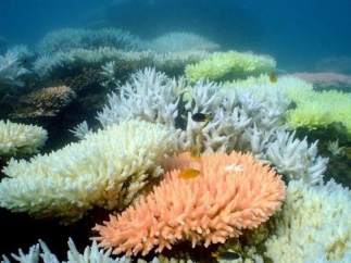 La Gran Barrera de Coral es Patrimonio de la Humanidad
