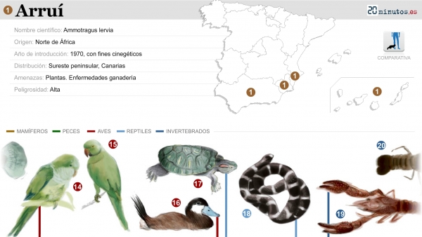 Las Especies Invasoras Que Amenazan El Ecosistema Español 7934