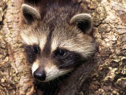 Mapache