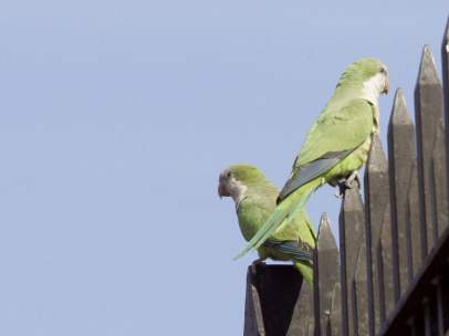 Una pareja de cotorras