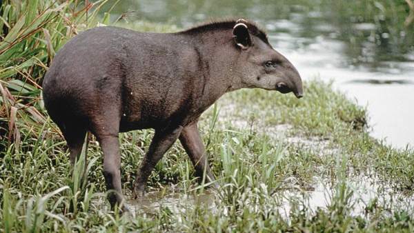 Resultado de imagen de tapir amazonas