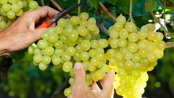 Uvas Uvas