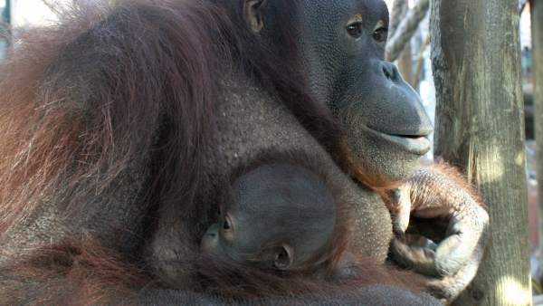 Cría de orangután Cría de orangután