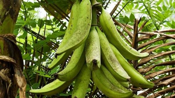 Plátanos colombianos Plátanos colombianos