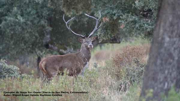 Un investigador de la UEx confirma la existencia de dos linajes genéticos de ciervo ibérico en España Un investigador de la UEx confirma la existencia de dos linajes genéticos de ciervo ibérico en España