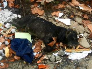 El cadáver del perro fallecido tras una pelea
