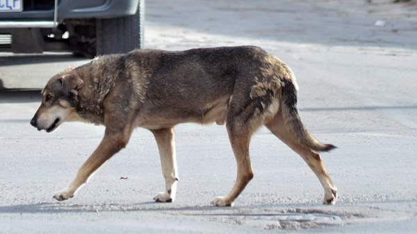 Un perro boliviano sigue llorando a su dueño en el lugar en que murió hace cinco años