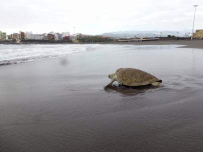 'Quelonia' puede por fin regresar al mar