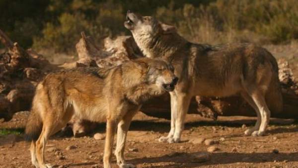 Dos ejemplares de lobo ibérico Dos ejemplares de lobo ibérico